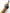 Katana Tiger Bamboo Oroshigane Kobuse Blade Torachiku Koshirae 虎竹 - SwordSmith Australia