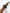 Katana Golden Mist Maru Blade Kinkasumi Koshirae 當康 - SwordSmith Australia